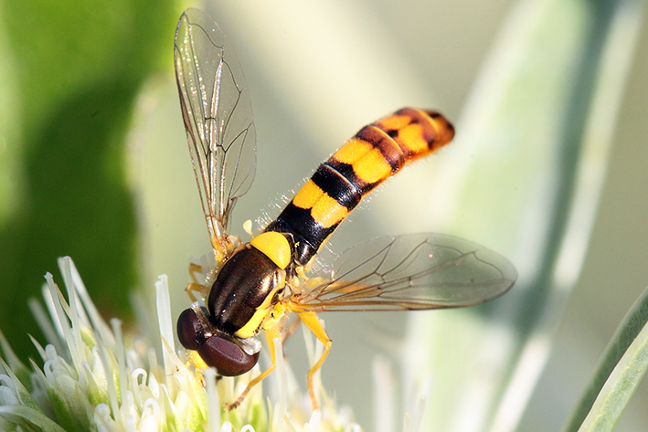 Syrphidae da determinare